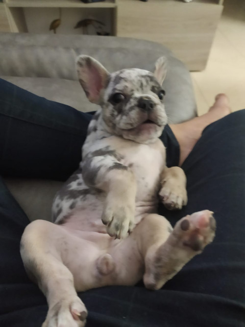 Ramona