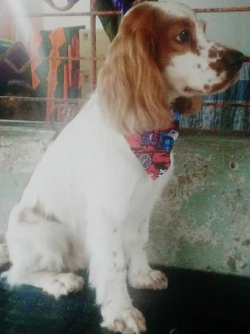 Principe