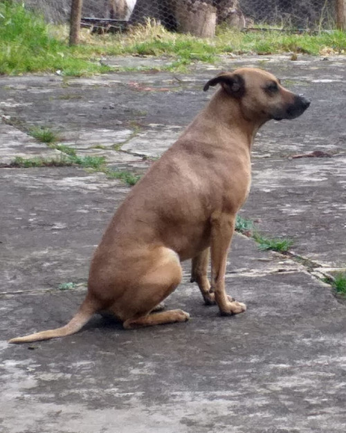 Razu