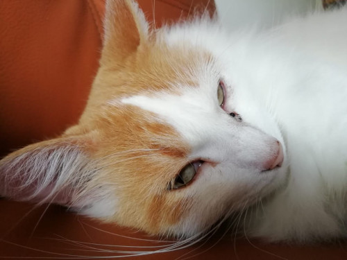 Camilo