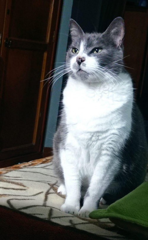 Lola