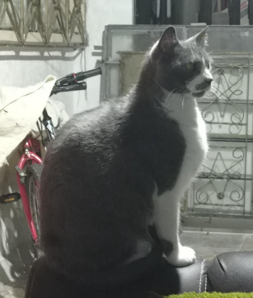 Lola