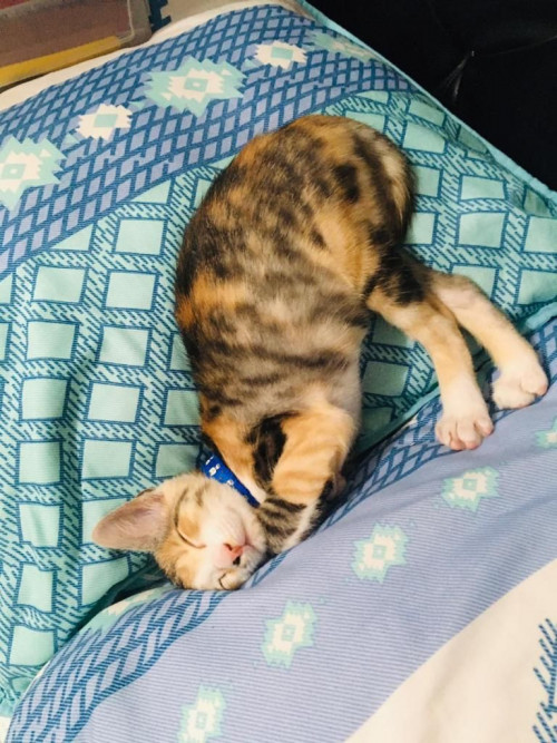Kitty