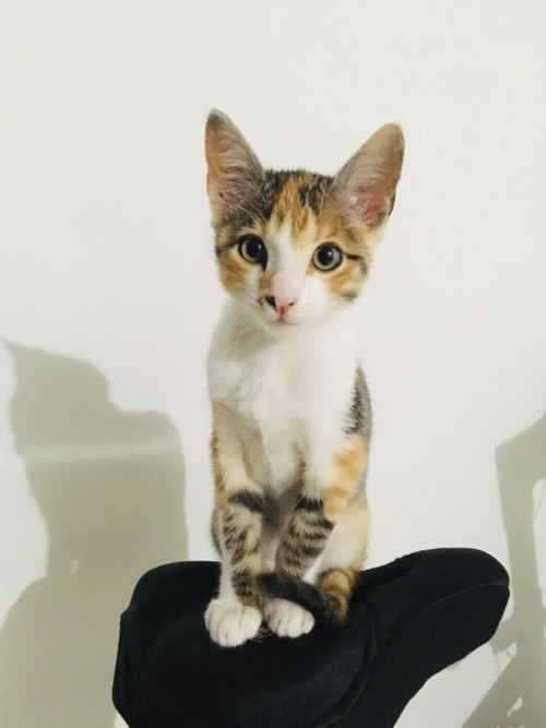Kitty
