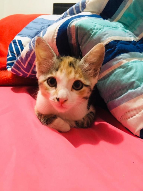 Kitty