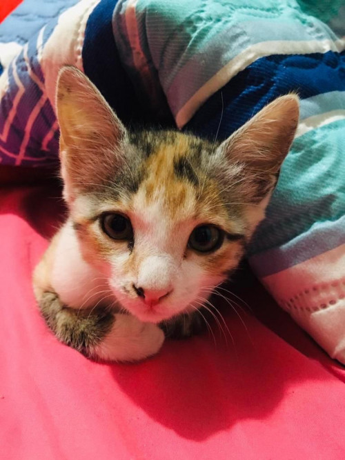 Kitty