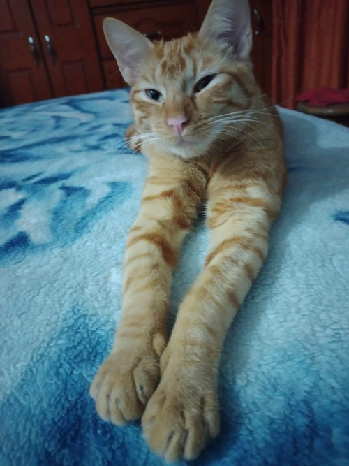 Zoé