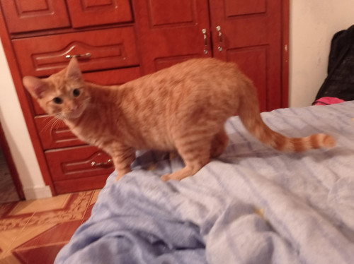 Zoé