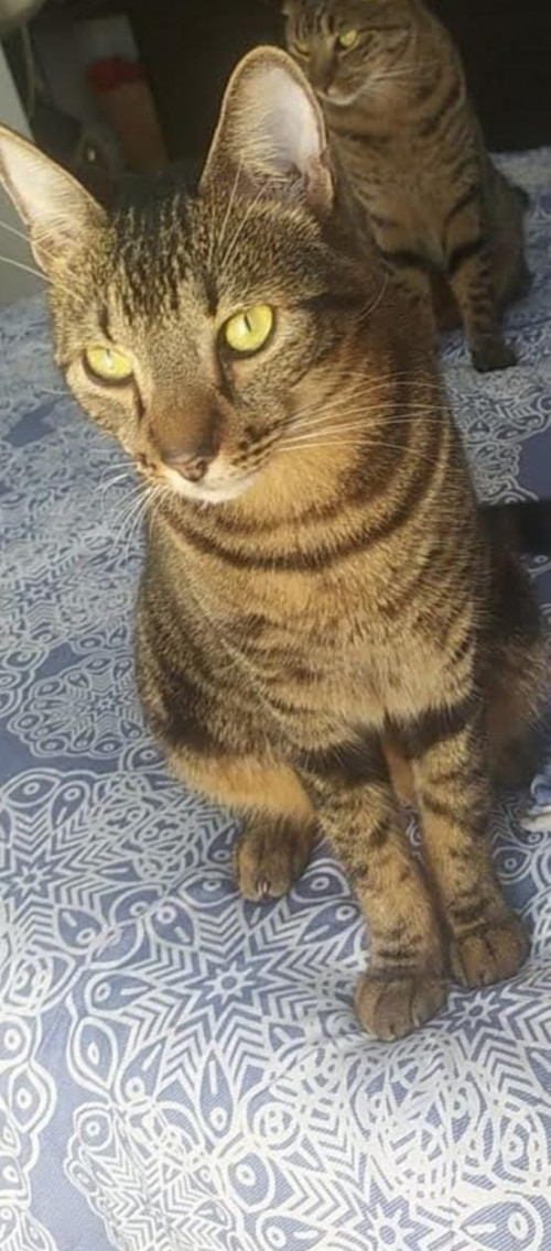 Cucaracho
