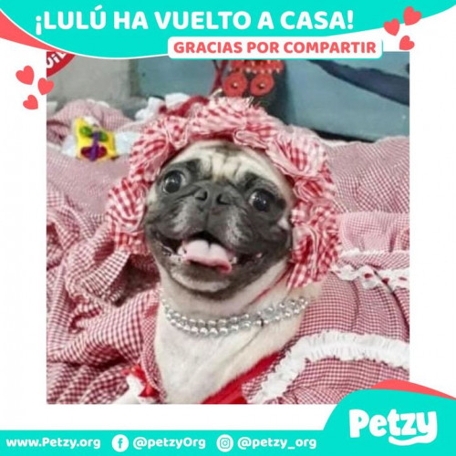 Foto de mascota Lulu