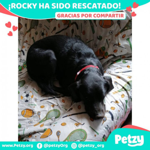 Foto de mascota Rocky