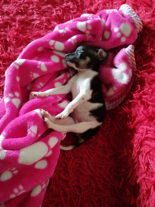 Lola
