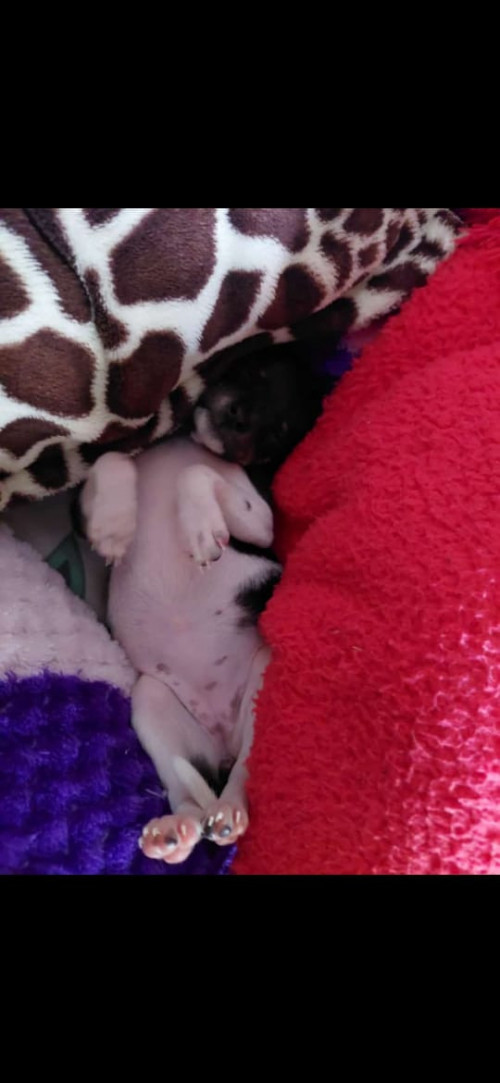 Lola