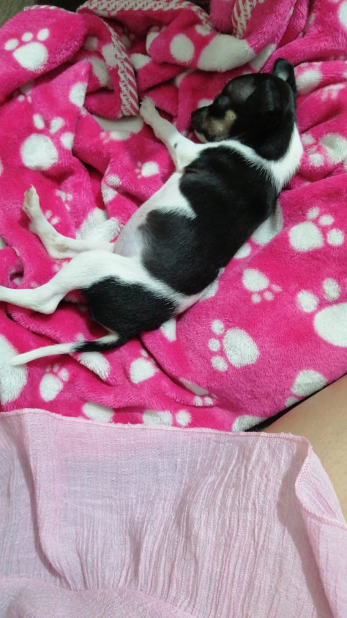 Lola