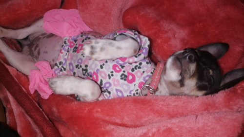 Lola
