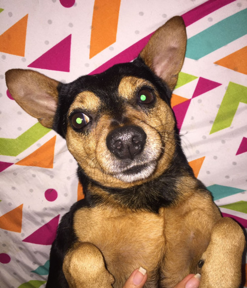Toby