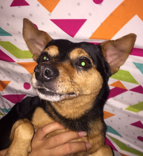 Toby