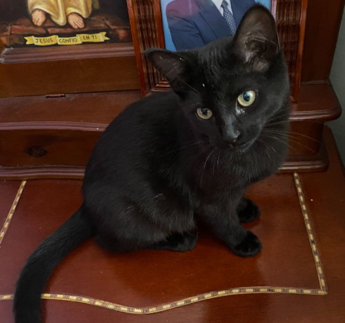 Julieta 
