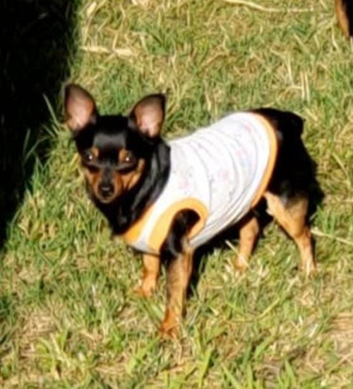 Bamby