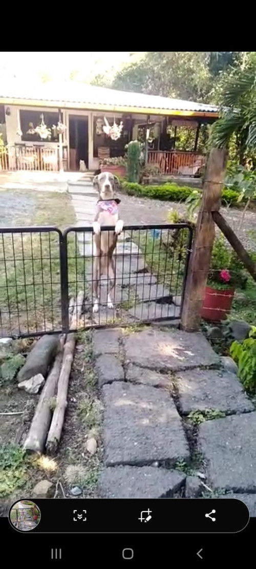 Sacha