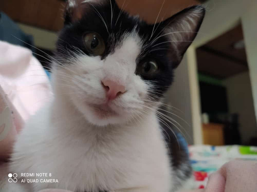 Katty