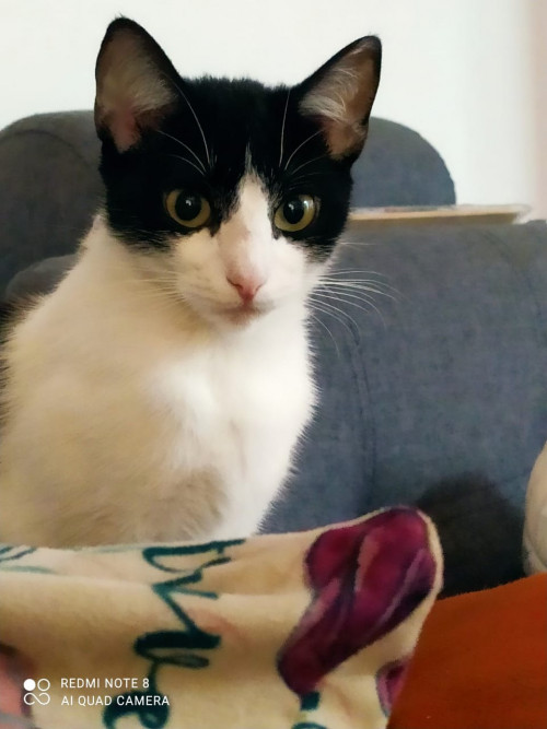 Katty