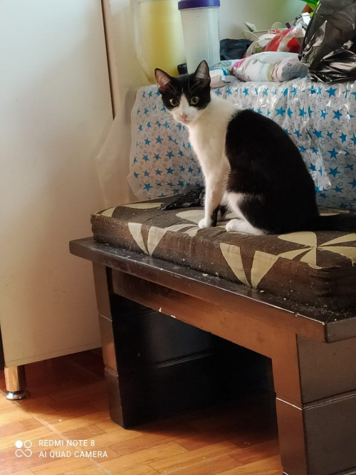 Katty