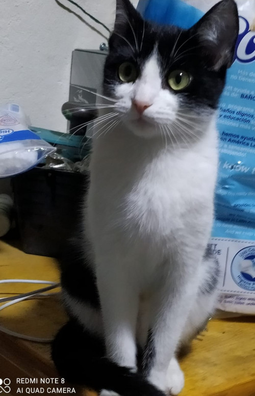 Katty