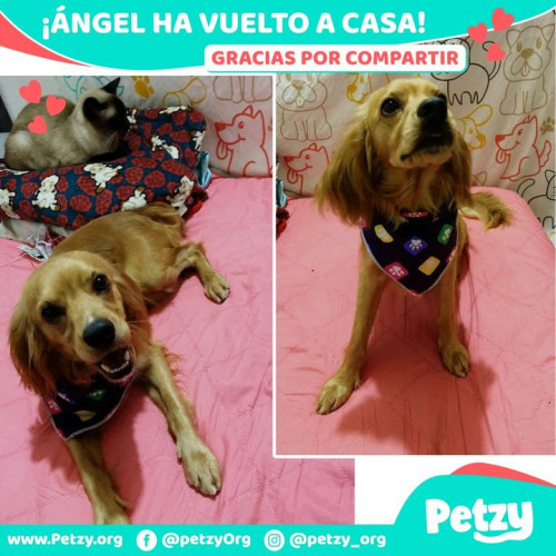 Foto de mascota Ángel