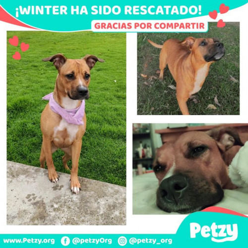 Foto de mascota Winter