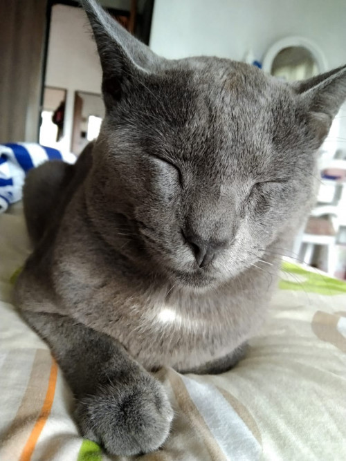 Smoky