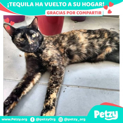 Foto de mascota Tequila