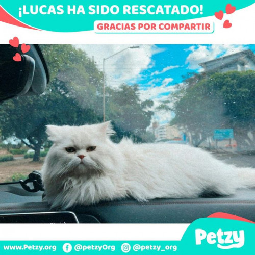 Foto de mascota Lucas