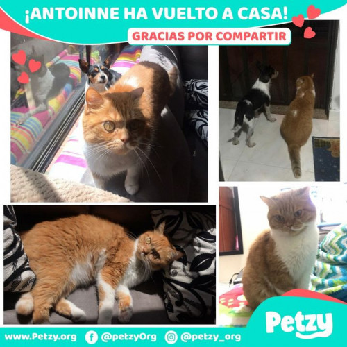 Foto de mascota Antoinne