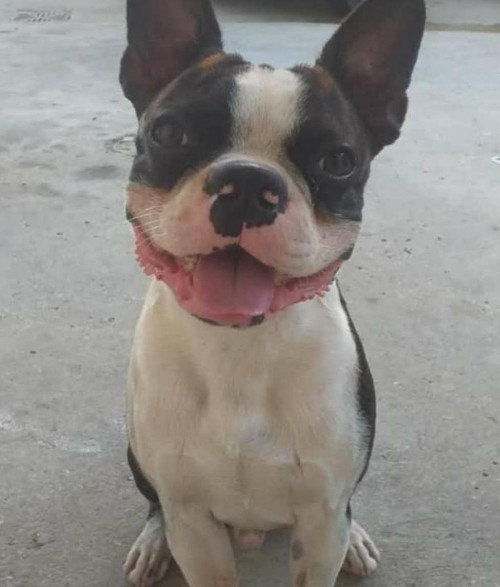 Román