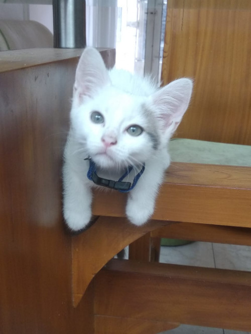Aslan