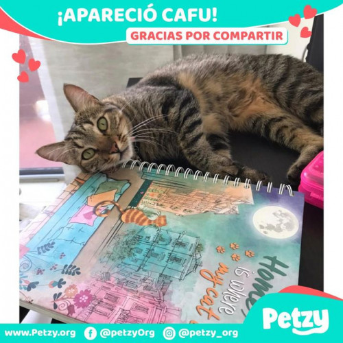 Foto de mascota Cafu
