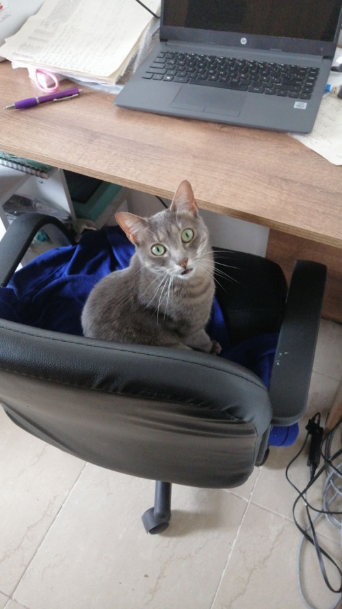 Joaquina 