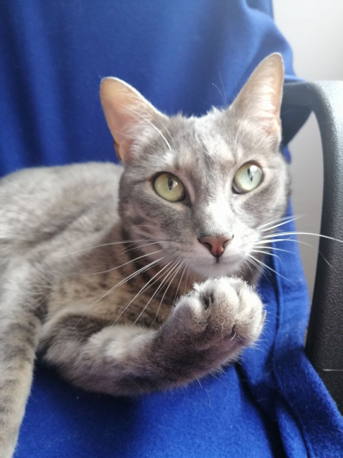 Joaquina 