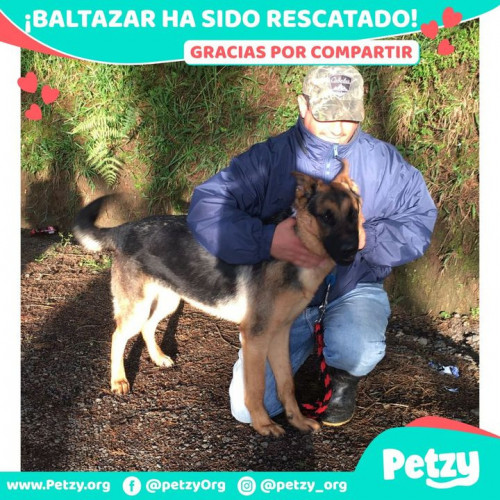 Foto de mascota Baltazar