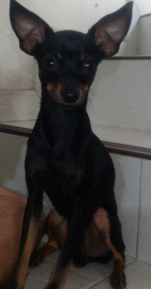 Tico