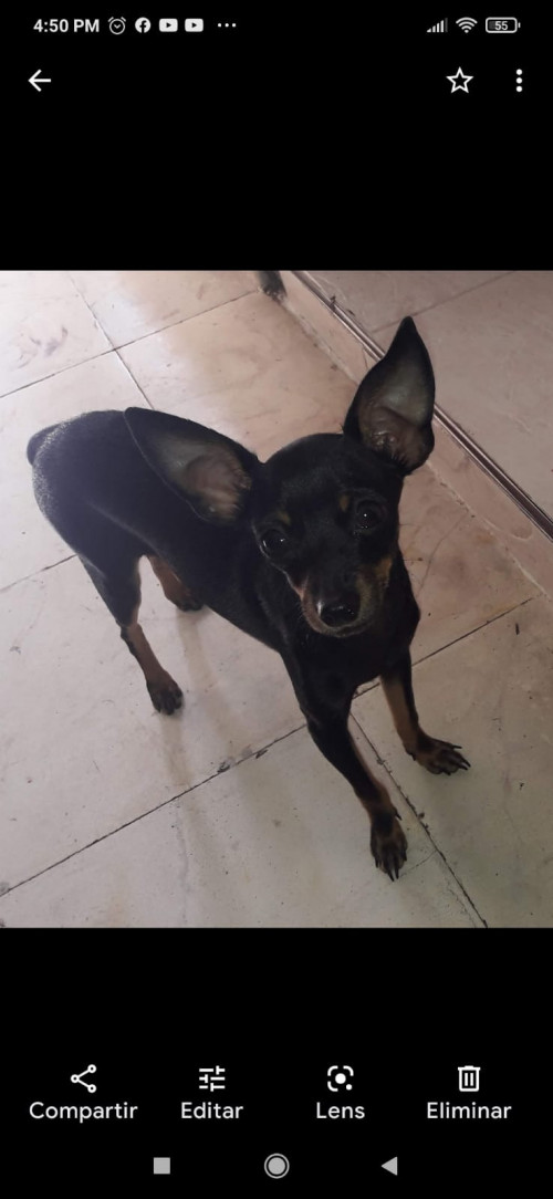 Tico