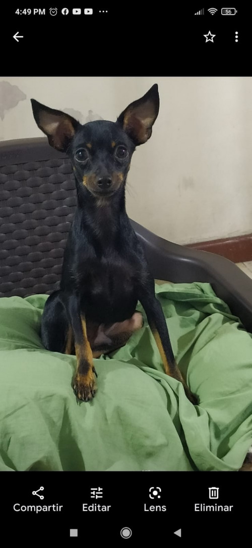 Tico