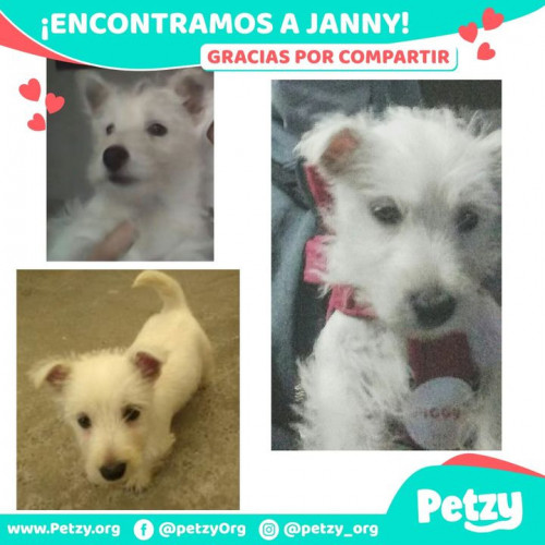Foto de mascota Janny