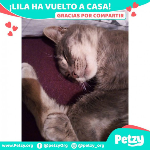 Foto de mascota Lila