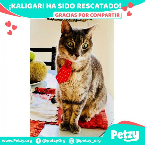 Foto de mascota Kaligari