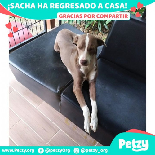 Foto de mascota Sacha