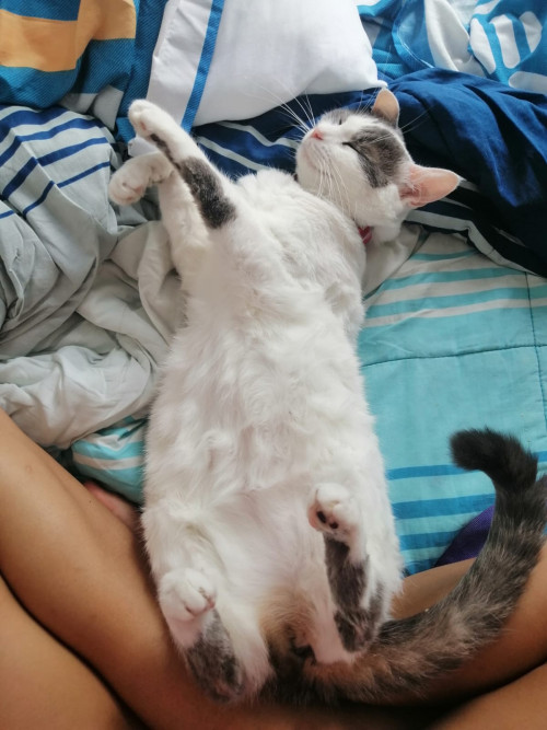 Greta