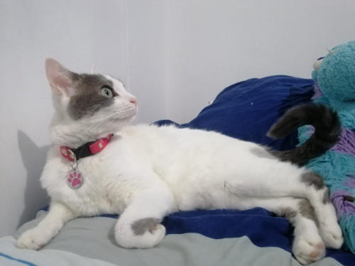 Greta