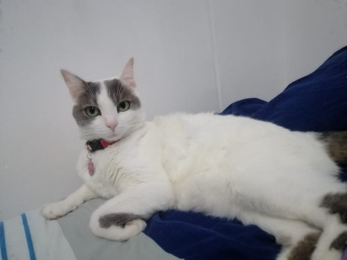 Greta